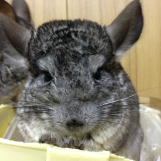 全員里親さんが決まりました