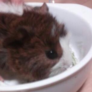 綺麗な毛並みの２匹の巻き毛モルモット