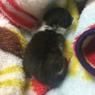 生後3週間の子猫ちゃんです！