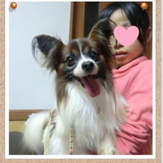元気で活発なパピヨン♂