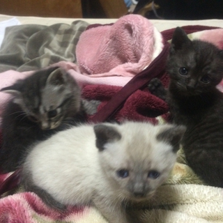 子猫里親お願いします。