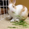 終生飼育をお願いします！ サムネイル2