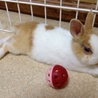 終生飼育をお願いします！ サムネイル5