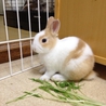 終生飼育をお願いします！ サムネイル4