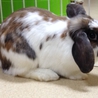 終生飼育をお願いします！ サムネイル3