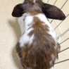 終生飼育をお願いします！ サムネイル4