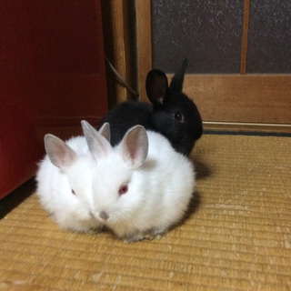 ミニウサギの赤ちゃん6羽