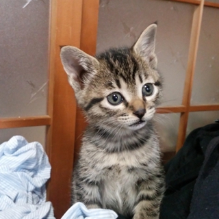 【福山】子猫の里親募集