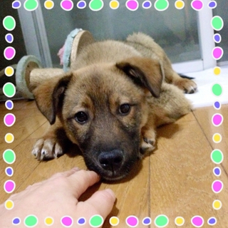 ちょっぴりビビリな茶黒mix子犬♂