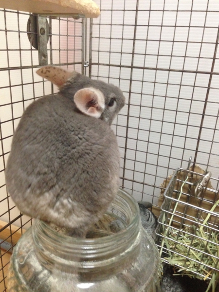 チンチラ（齧歯目）里親さんが決まりました サムネイル2