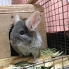 チンチラ（齧歯目）里親さんが決まりました サムネイル3
