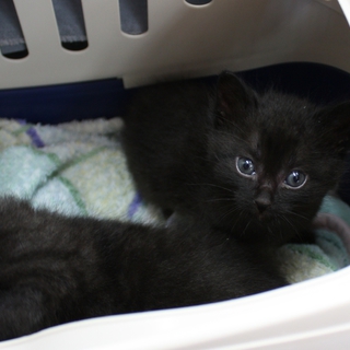 はちねこ！カフェ　黒い仔猫3兄妹