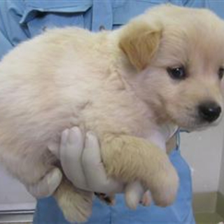 【緊急】愛護センターに収容中 mix子犬♂