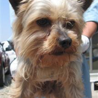 緊急 愛護センターに収 栃木県 犬の里親募集 ペットのおうち 月間利用者150万人