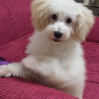 トイプードル子犬、血統書有