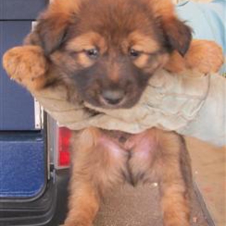 【緊急】愛護センターに収容中 mix子犬♂