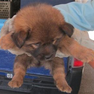 【緊急】愛護センターに収容中 mix子犬♂