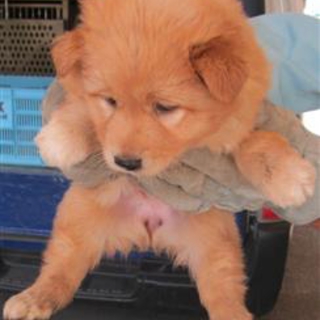 【緊急】愛護センターに収容中 mix子犬♀