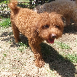 トイプードルの男の子