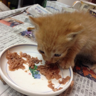 生後二ヶ月くらいの子猫2匹