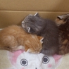 【福山】子猫の里親募集 サムネイル2