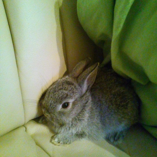 里親様を募集しております。