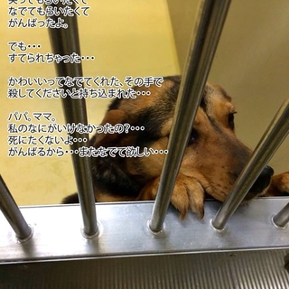 捨てられたなつこい3才mixの女の子
