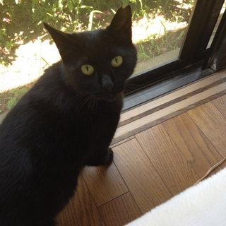 人間大好き黒猫ちゃんの家族を探しています。