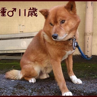 緊急！期限延長！飼い主の持ち込み