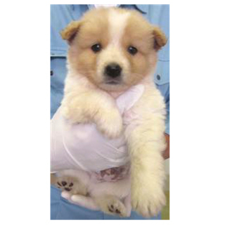 【緊急】愛護センターに収容中 mix子犬♂
