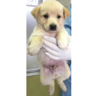 緊急 愛護センターに収 栃木県 犬の里親募集 ペットのおうち 月間利用者150万人