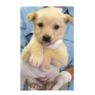【緊急】愛護センターに収容中 mix子犬♂