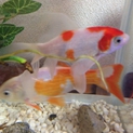 ありがとうございました！金魚のペアの里親募集
