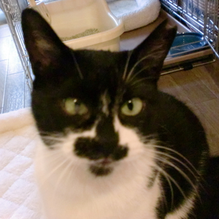 猫というより犬に近いちょび髭男爵