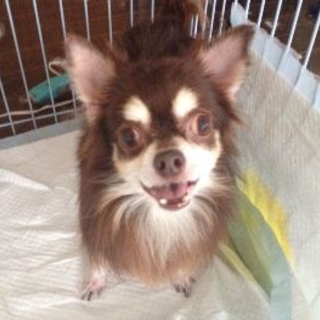 【サディー】人懐こく元気です。番犬吠えがあります。