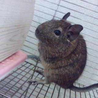 ＜一時停止＞アンデスの歌うネズミ・デグー