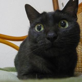 ビビリで固まる母猫さん