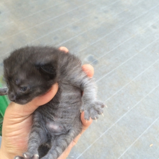 5月3日に子猫が産まれました。