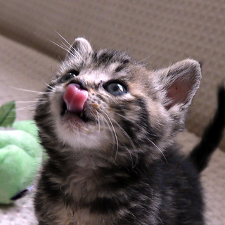 仔猫　兄妹です