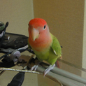 コザクラインコ 生後6ヶ月手乗り 募集2羽
