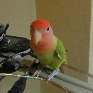 コザクラインコ 生後6ヶ月手乗り 募集2羽