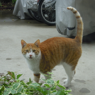 とても人懐こい茶トラの成猫（オス）です