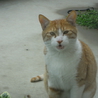 とても人懐こい茶トラの成猫（オス）です サムネイル2