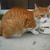 とても人懐こい茶トラの成猫（オス）です サムネイル3