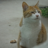とても人懐こい茶トラの成猫（オス）です サムネイル5