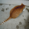とても人懐こい茶トラの成猫（オス）です サムネイル4