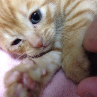 トラ猫