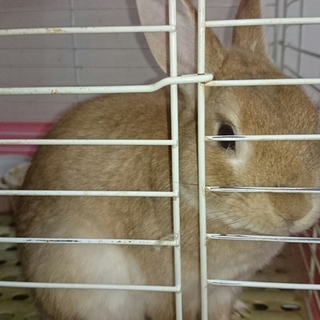 無事里親様が決まりました。ありがとうございました。