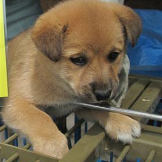 【緊急】愛護センターに収容中 mix子犬♀