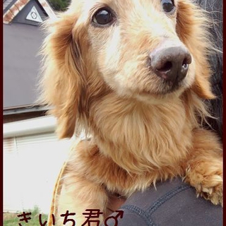 京都府センターからレスキューしたダックス